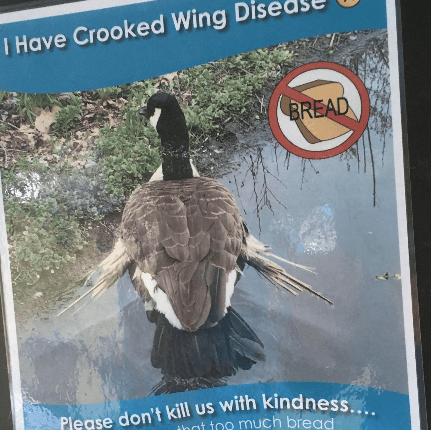 Crooked Wing Disease